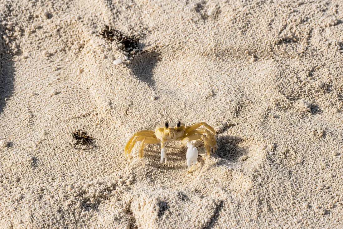 Un pequeño cangrejo sobre la arena blanca de Playa Flamenco