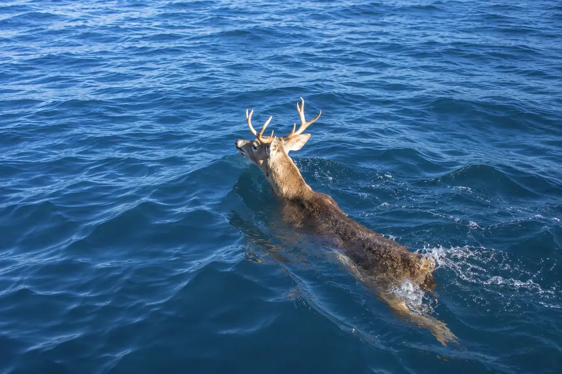 Un venado de Culebra nadando en las aguas turquesas frente a Playa Flamenco