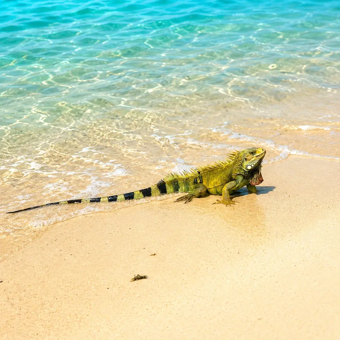 Una iguana descansando al borde del agua en Playa Flamenco