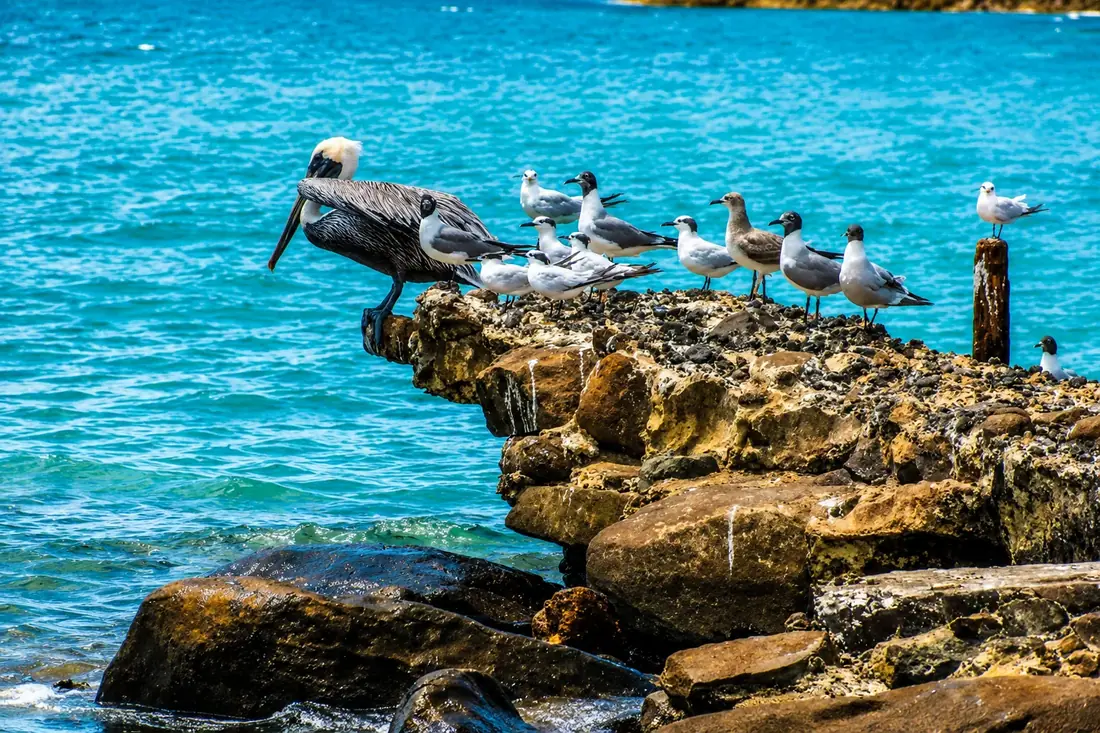 Un pelícano marrón y gaviotas descansando sobre las rocas en El Muellecito