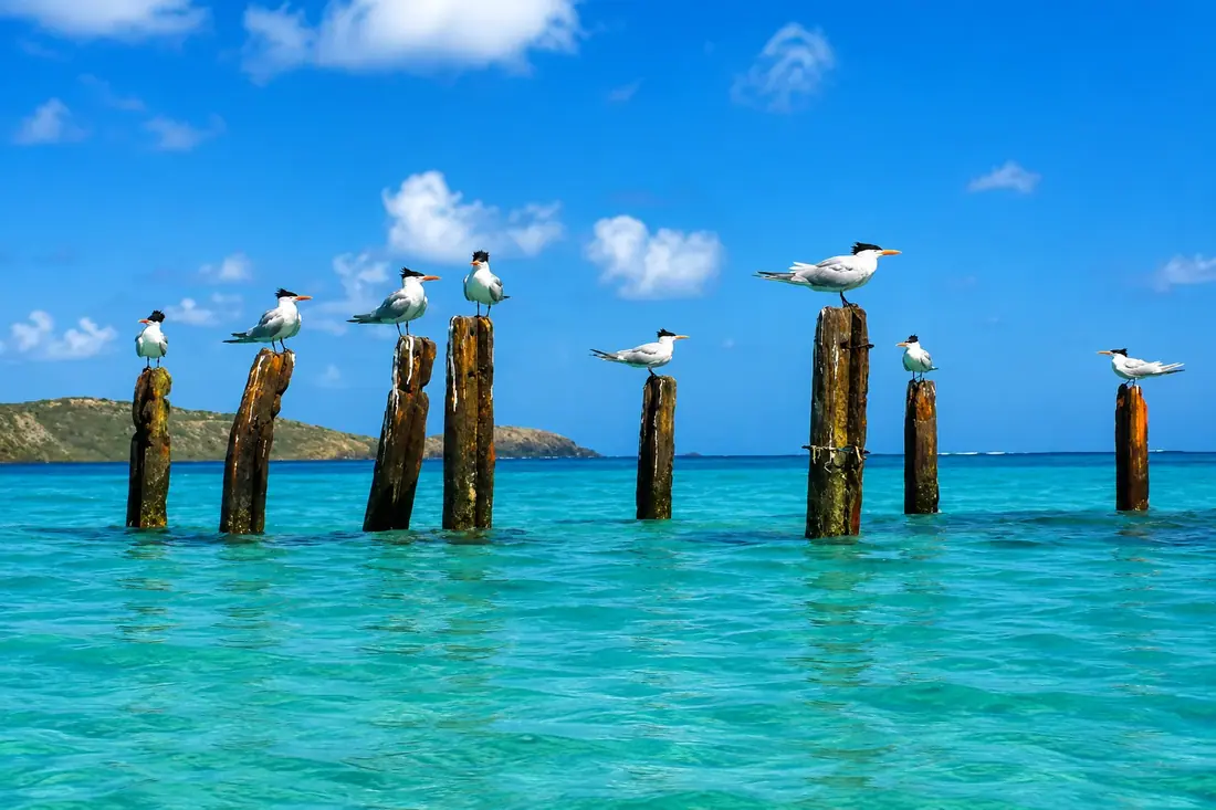 Gaviotas posadas sobre los pilotes desgastados del muelle en El Muellecito